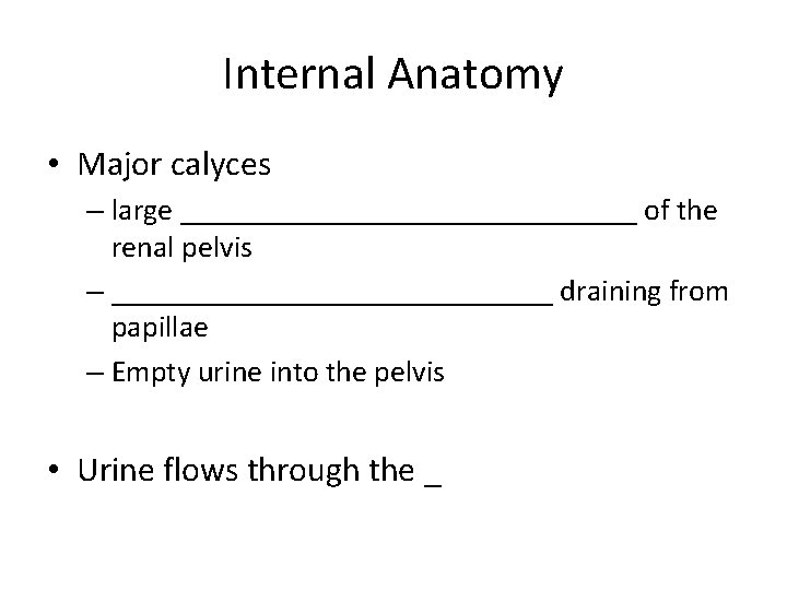 Internal Anatomy • Major calyces – large _______________ of the renal pelvis – _______________