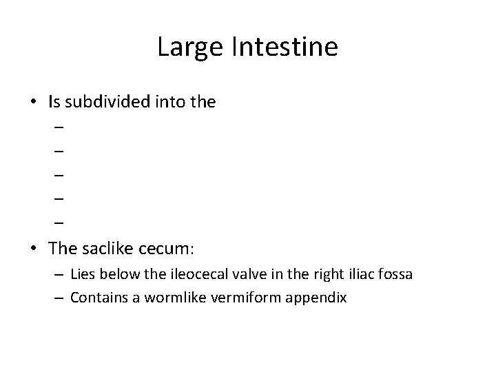 Large Intestine • Is subdivided into the – – – • The saclike cecum: