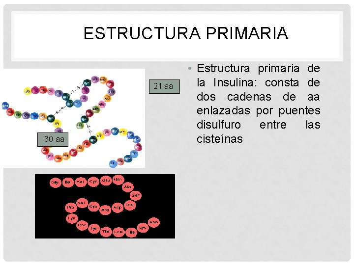 ESTRUCTURA PRIMARIA 21 aa 30 aa • Estructura primaria de la Insulina: consta de