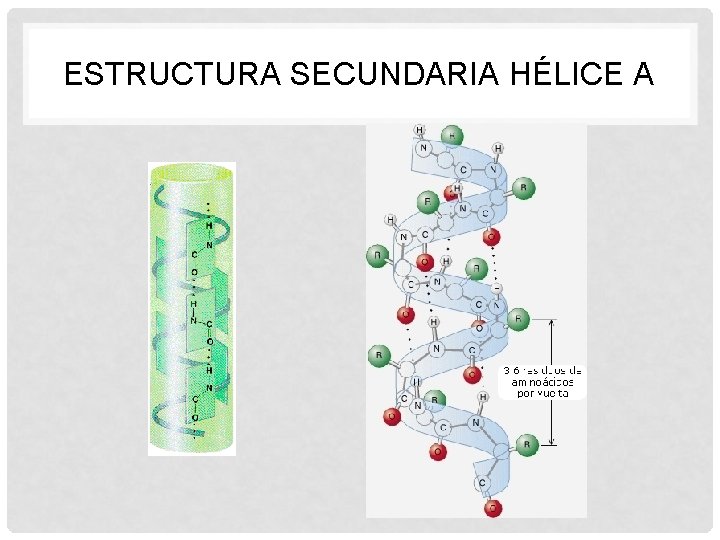 ESTRUCTURA SECUNDARIA HÉLICE Α 