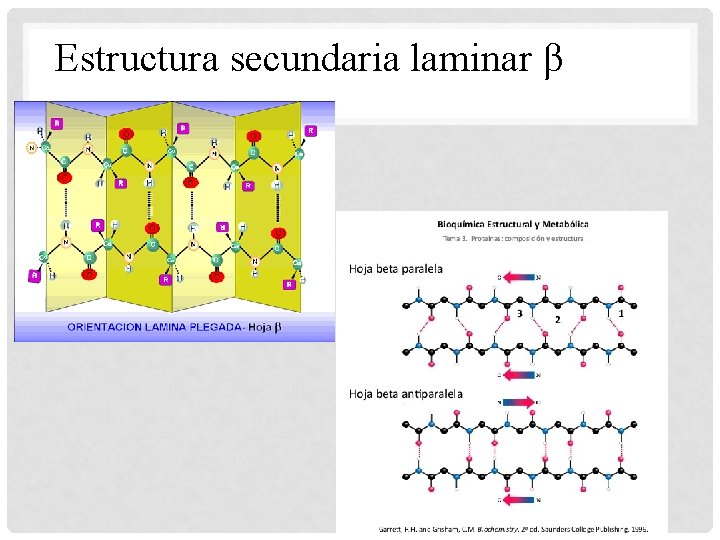 Estructura secundaria laminar β 
