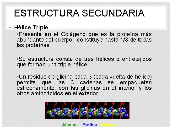 ESTRUCTURA SECUNDARIA • Hélice Triple • Presente en el Colágeno que es la proteína