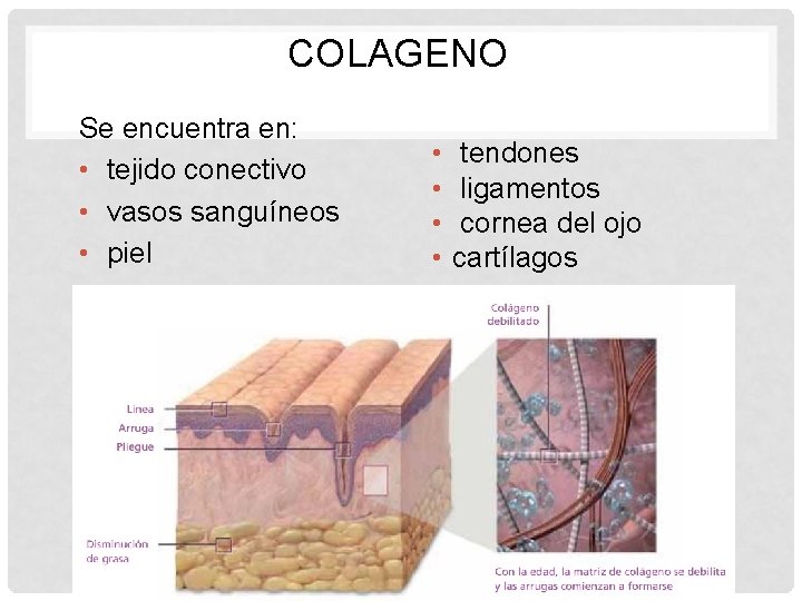 COLAGENO Se encuentra en: • tejido conectivo • vasos sanguíneos • piel • •