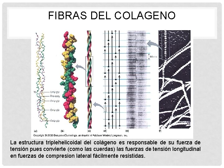 FIBRAS DEL COLAGENO La estructura triplehelicoidal del colágeno es responsable de su fuerza de