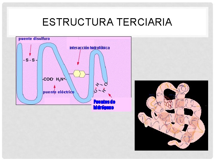 ESTRUCTURA TERCIARIA Puentes de hidrógeno 