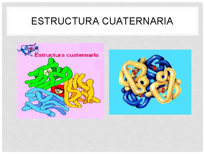 ESTRUCTURA CUATERNARIA 