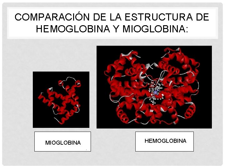 COMPARACIÓN DE LA ESTRUCTURA DE HEMOGLOBINA Y MIOGLOBINA: simple. M MIOGLOBINA 70% esm espiral