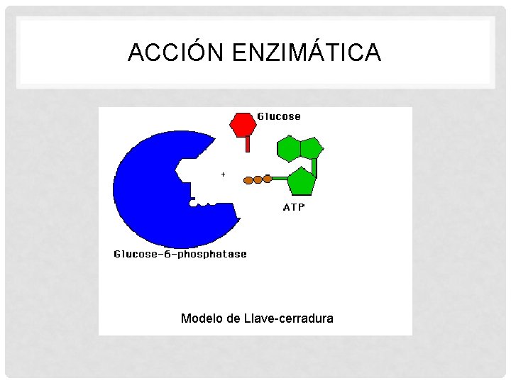 ACCIÓN ENZIMÁTICA Modelo de Llave-cerradura 
