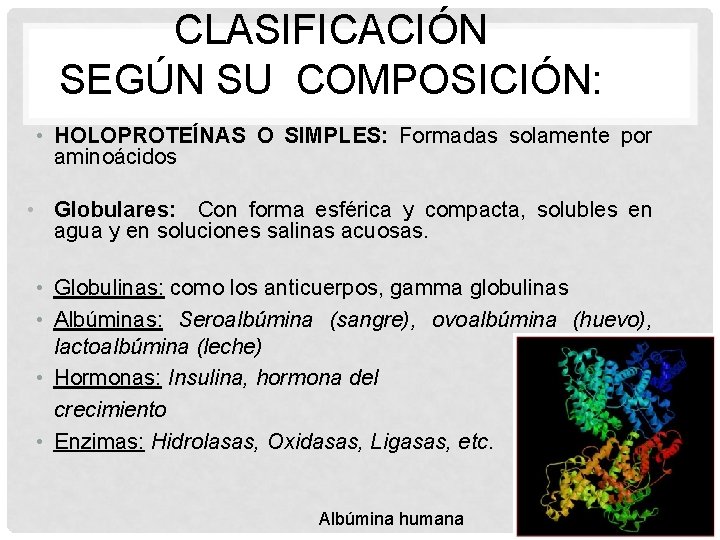 CLASIFICACIÓN SEGÚN SU COMPOSICIÓN: • HOLOPROTEÍNAS O SIMPLES: Formadas solamente por aminoácidos • Globulares: