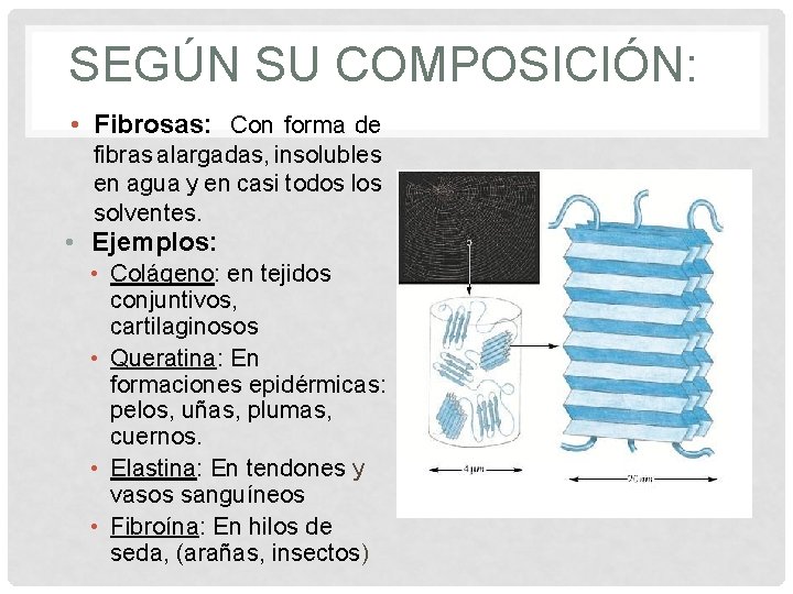 SEGÚN SU COMPOSICIÓN: • Fibrosas: Con forma de fibras alargadas, insolubles en agua y