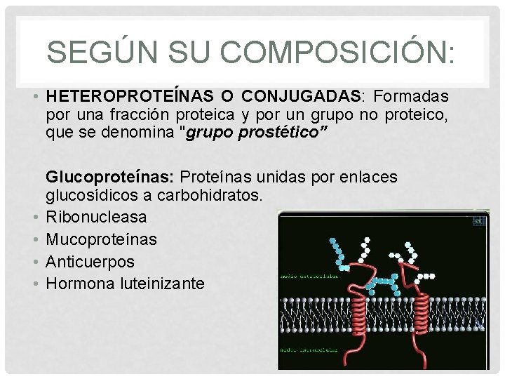 SEGÚN SU COMPOSICIÓN: • HETEROPROTEÍNAS O CONJUGADAS: Formadas por una fracción proteica y por