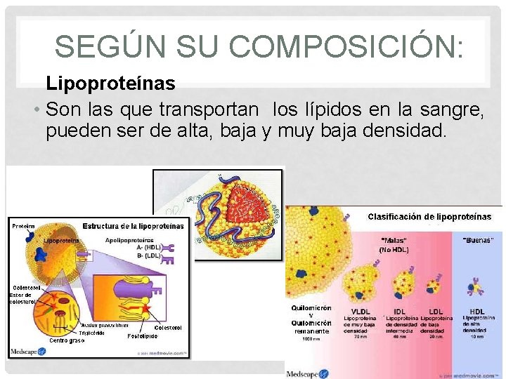 SEGÚN SU COMPOSICIÓN: Lipoproteínas • Son las que transportan los lípidos en la sangre,