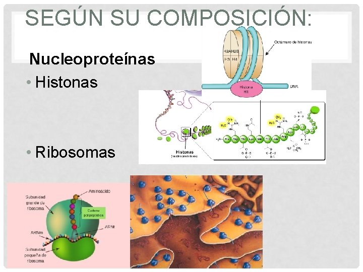 SEGÚN SU COMPOSICIÓN: Nucleoproteínas • Histonas • Ribosomas 