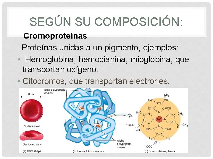SEGÚN SU COMPOSICIÓN: Cromoproteínas Proteínas unidas a un pigmento, ejemplos: • Hemoglobina, hemocianina, mioglobina,