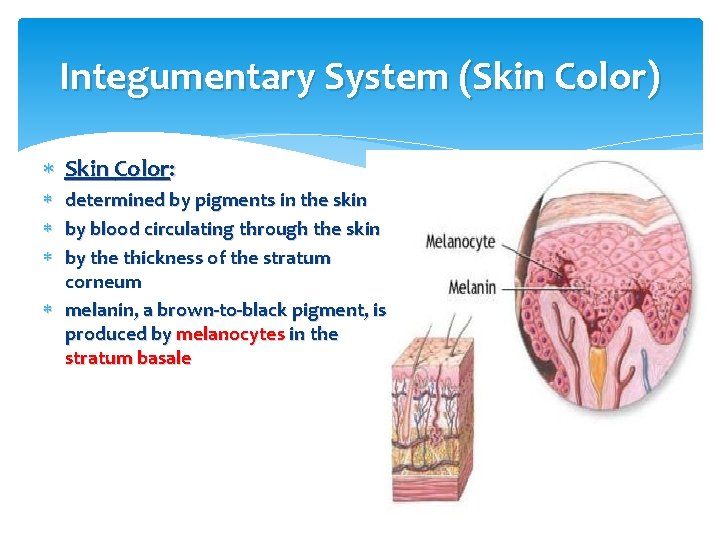 Integumentary System (Skin Color) Skin Color: determined by pigments in the skin by blood