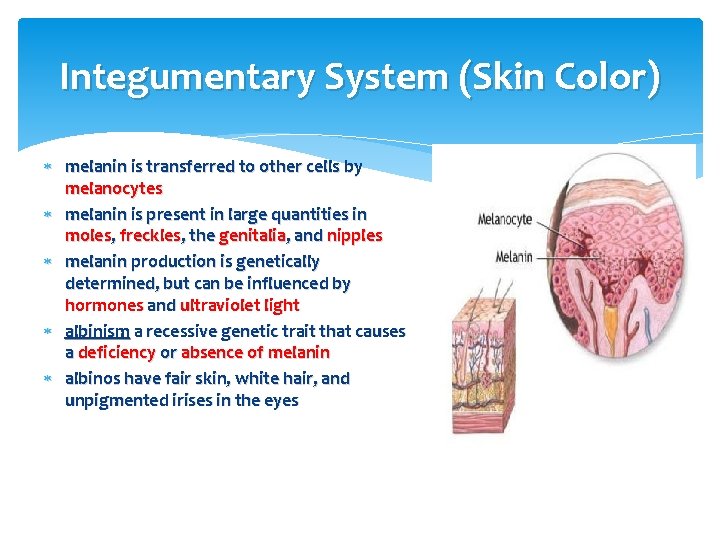 Integumentary System (Skin Color) melanin is transferred to other cells by melanocytes melanin is
