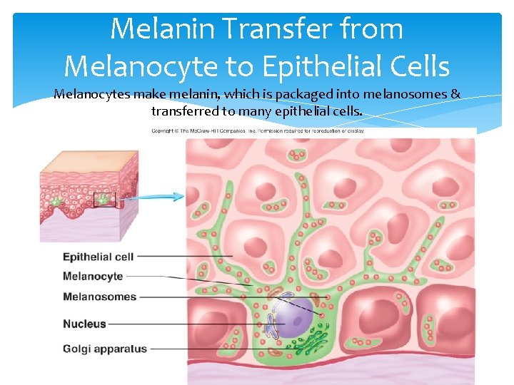 Melanin Transfer from Melanocyte to Epithelial Cells Melanocytes make melanin, which is packaged into