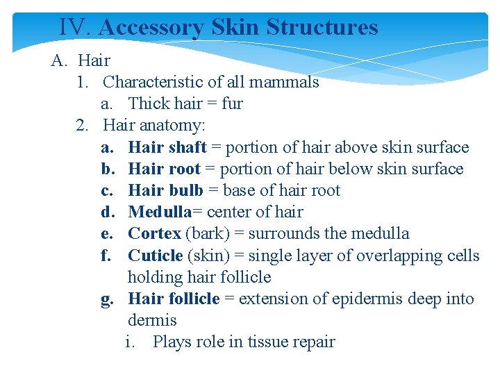 IV. Accessory Skin Structures A. Hair 1. Characteristic of all mammals a. Thick hair