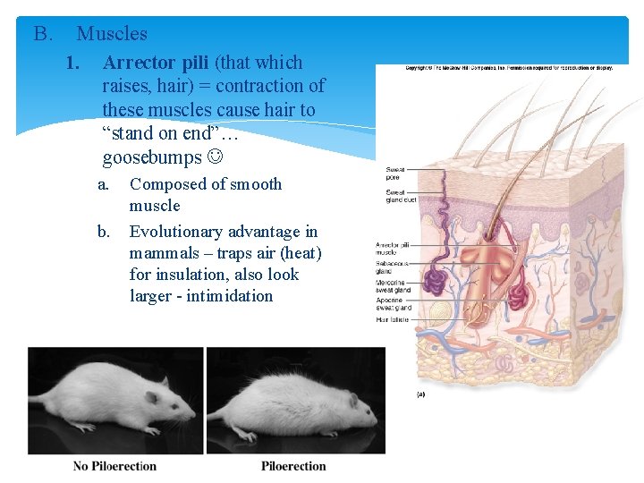 B. Muscles 1. Arrector pili (that which raises, hair) = contraction of these muscles