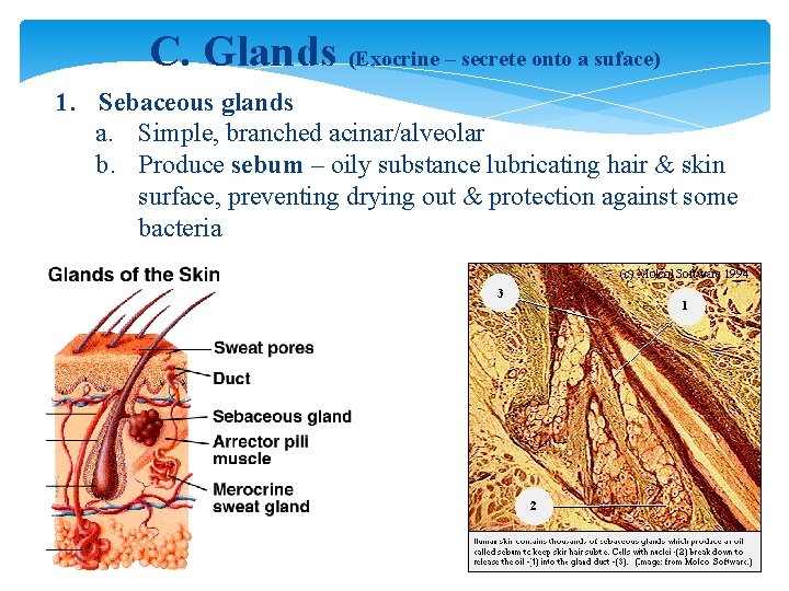 C. Glands (Exocrine – secrete onto a suface) 1. Sebaceous glands a. Simple, branched