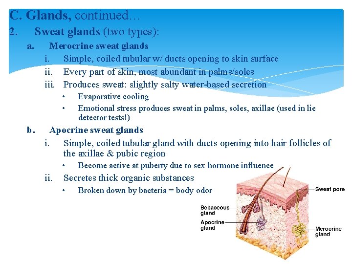 C. Glands, continued… 2. Sweat glands (two types): a. Merocrine sweat glands i. Simple,