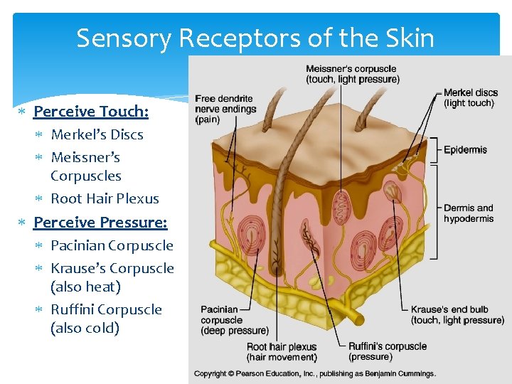 Sensory Receptors of the Skin Perceive Touch: Merkel’s Discs Meissner’s Corpuscles Root Hair Plexus