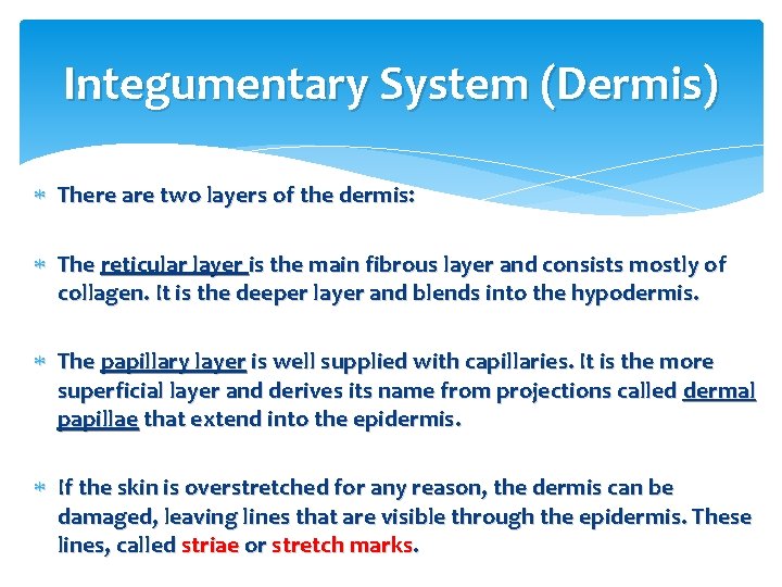 Integumentary System (Dermis) There are two layers of the dermis: The reticular layer is