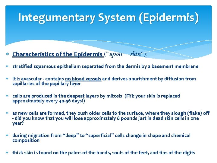 Integumentary System (Epidermis) Characteristics of the Epidermis (“upon + skin”): stratified squamous epithelium separated