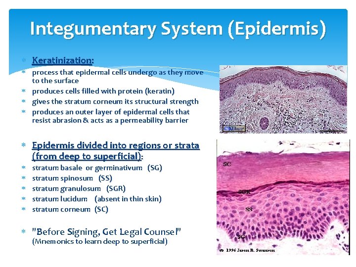 Integumentary System (Epidermis) Keratinization: process that epidermal cells undergo as they move to the