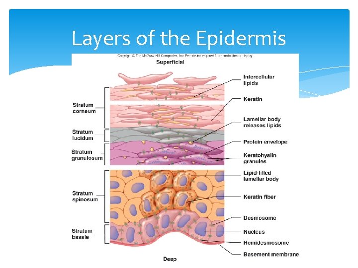 Layers of the Epidermis 