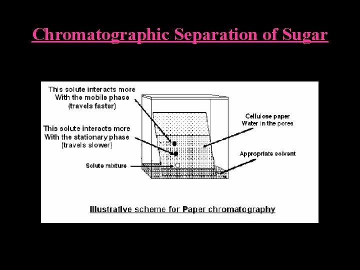 Chromatographic Separation of Sugar 