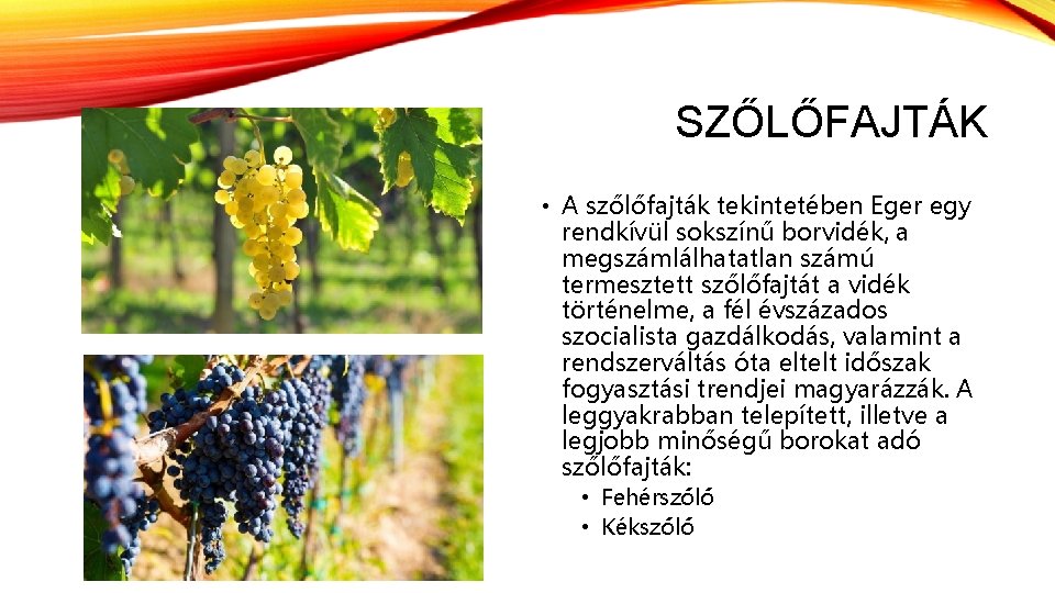 SZŐLŐFAJTÁK • A szőlőfajták tekintetében Eger egy rendkívül sokszínű borvidék, a megszámlálhatatlan számú termesztett