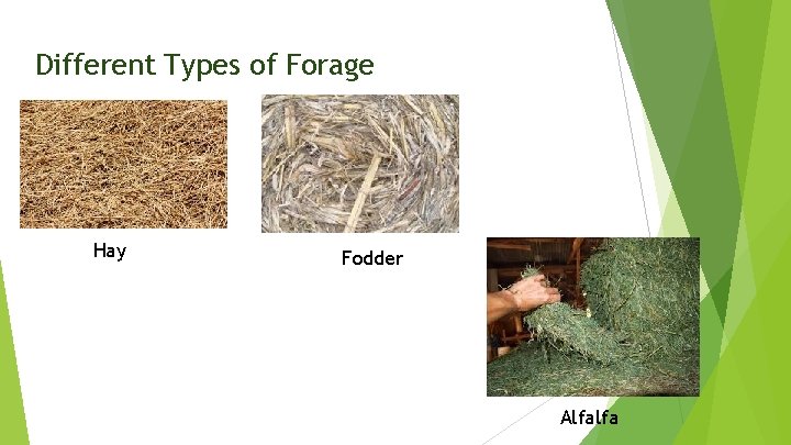 Different Types of Forage Hay Fodder Alfalfa 