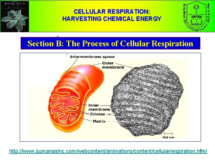 CELLULAR RESPIRATION: HARVESTING CHEMICAL ENERGY Section B: The Process of Cellular Respiration 1 http: