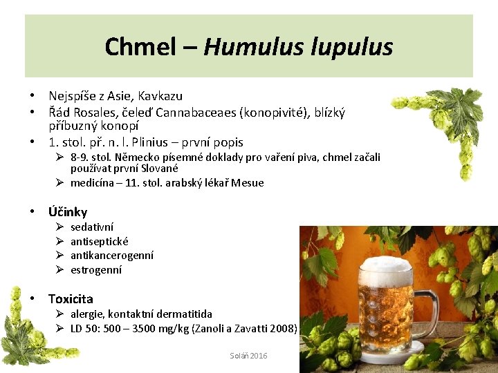 Chmel – Humulus lupulus • Nejspíše z Asie, Kavkazu • Řád Rosales, čeleď Cannabaceaes
