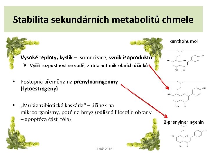 Stabilita sekundárních metabolitů chmele xanthohumol • Vysoké teploty, kyslík – isomerizace, vznik isoproduktů Ø