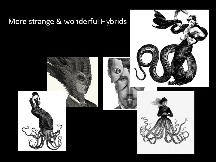 More strange & wonderful Hybrids am 