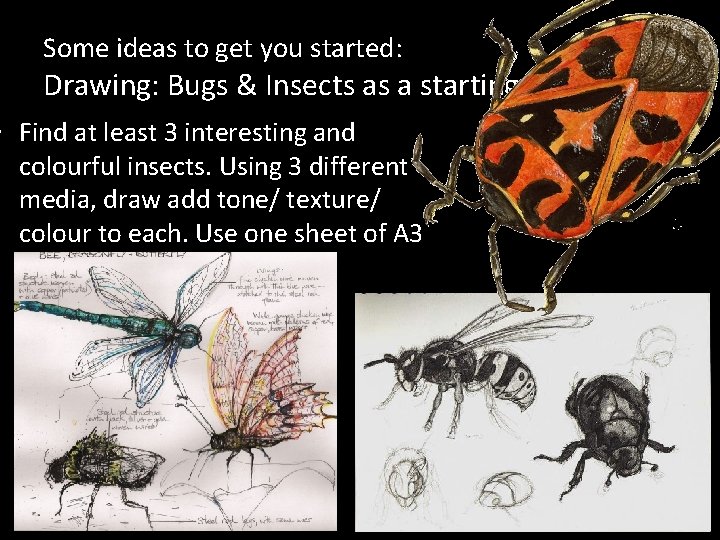 Some ideas to get you started: Drawing: Bugs & Insects as a starting point