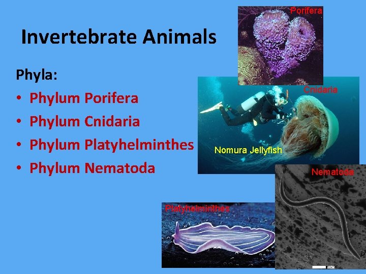 Porifera Invertebrate Animals Phyla: • Phylum Porifera • Phylum Cnidaria • Phylum Platyhelminthes •