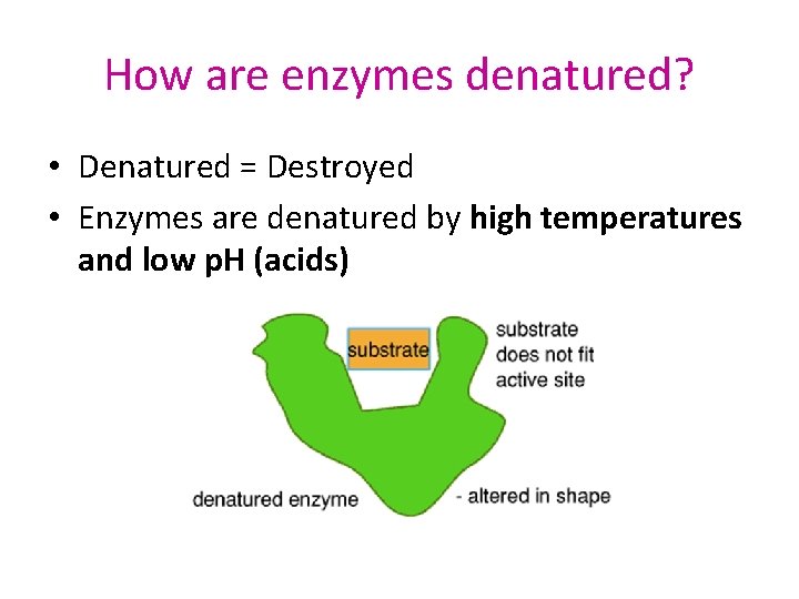 How are enzymes denatured? • Denatured = Destroyed • Enzymes are denatured by high