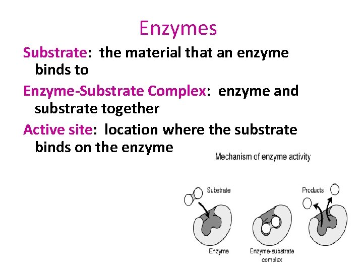 Enzymes Substrate: the material that an enzyme binds to Enzyme-Substrate Complex: enzyme and substrate