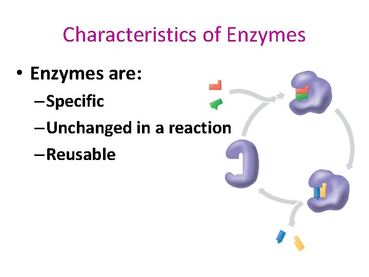 Characteristics of Enzymes • Enzymes are: – Specific – Unchanged in a reaction –