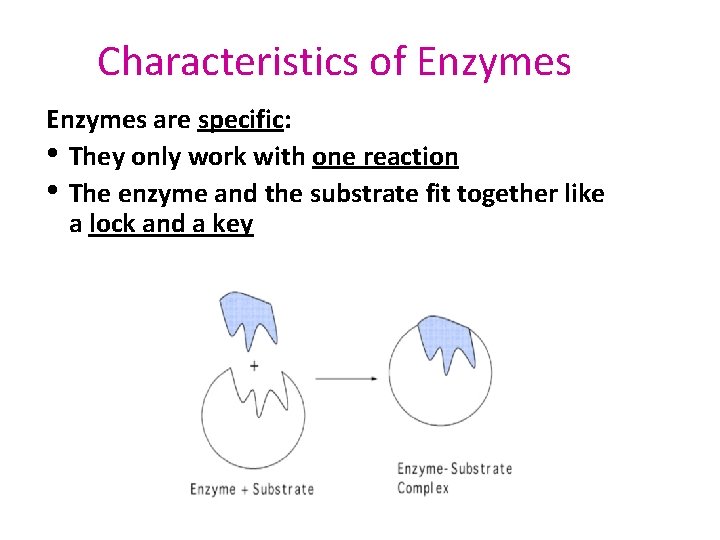 Characteristics of Enzymes are specific: • They only work with one reaction • The
