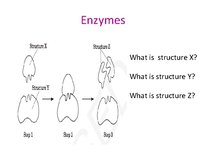 Enzymes What is structure X? What is structure Y? What is structure Z? 