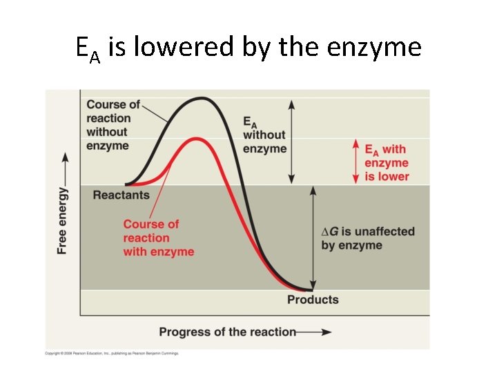 EA is lowered by the enzyme 
