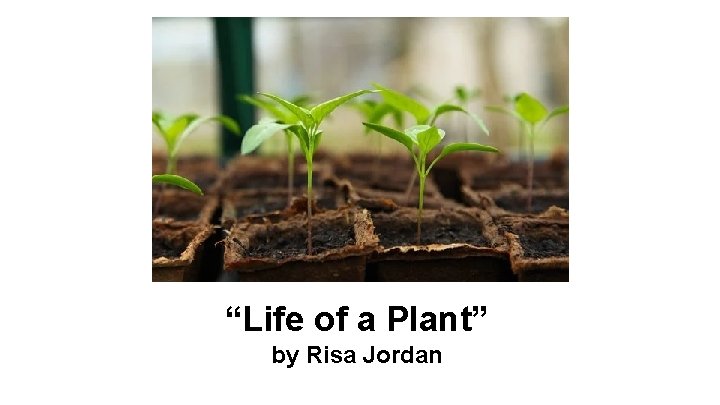 “Life of a Plant” by Risa Jordan 