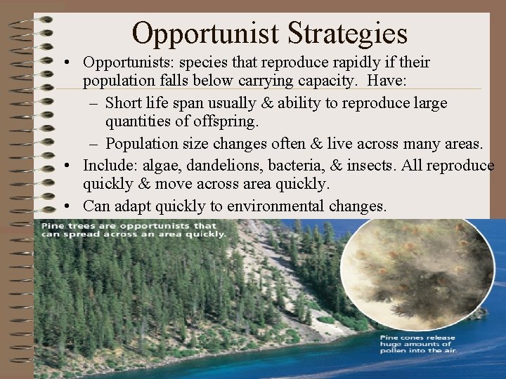 Opportunist Strategies • Opportunists: species that reproduce rapidly if their population falls below carrying