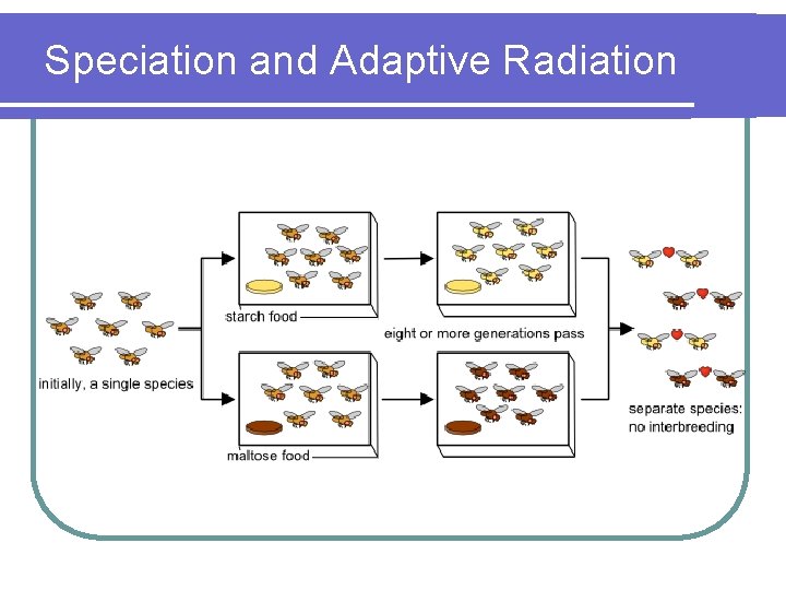Speciation and Adaptive Radiation 