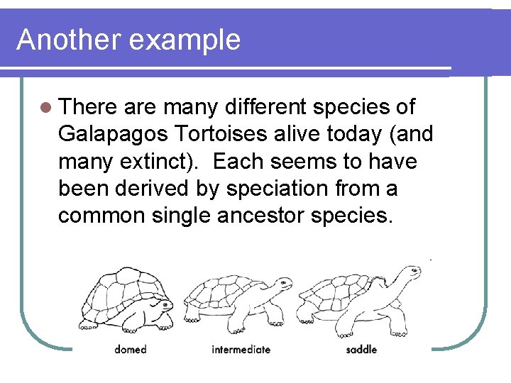 Another example l There are many different species of Galapagos Tortoises alive today (and