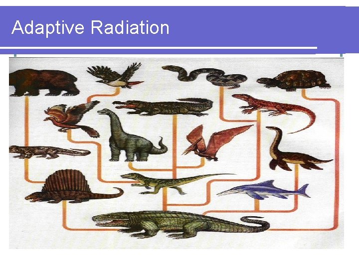 Adaptive Radiation 